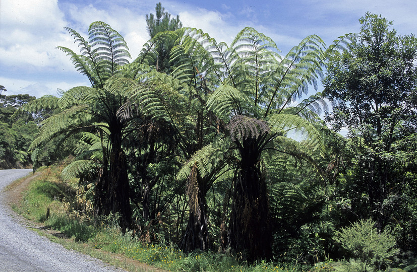 Cyathea medullaris