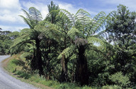 Cyathea medullaris