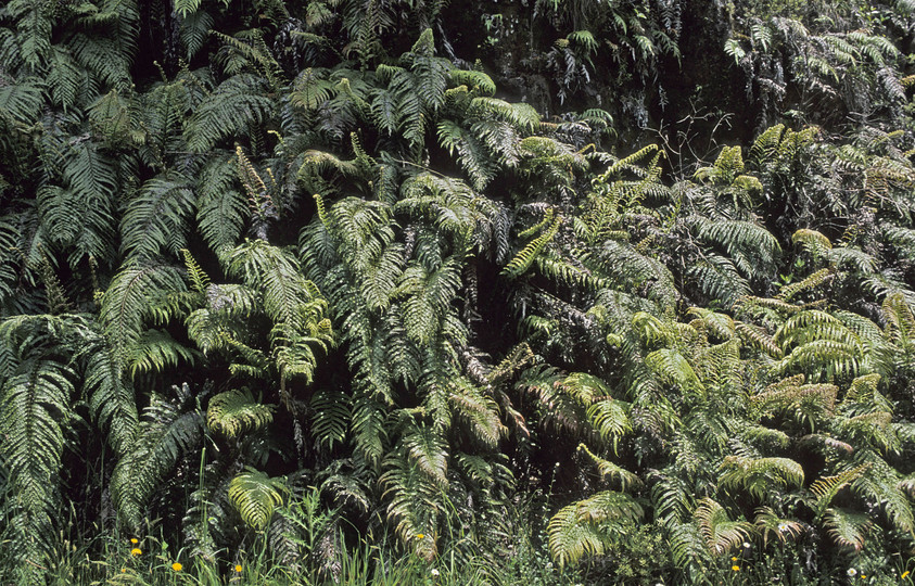 Blechnum novae-zealandiae