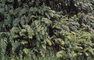 Blechnum novae-zealandiae