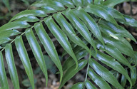 Asplenium oblongifolium