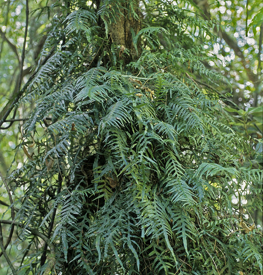 Phymatosorus scandens