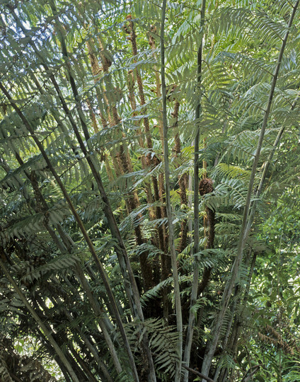 Cyathea dealbata