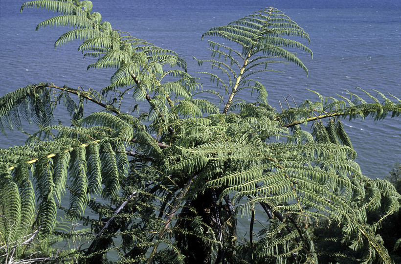 Cyathea medullaris