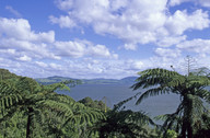 Cyathea medullaris