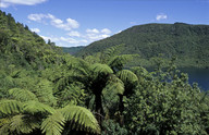 Cyathea medullaris