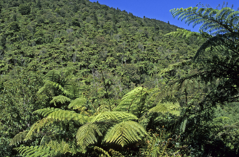 Cyathea medullaris