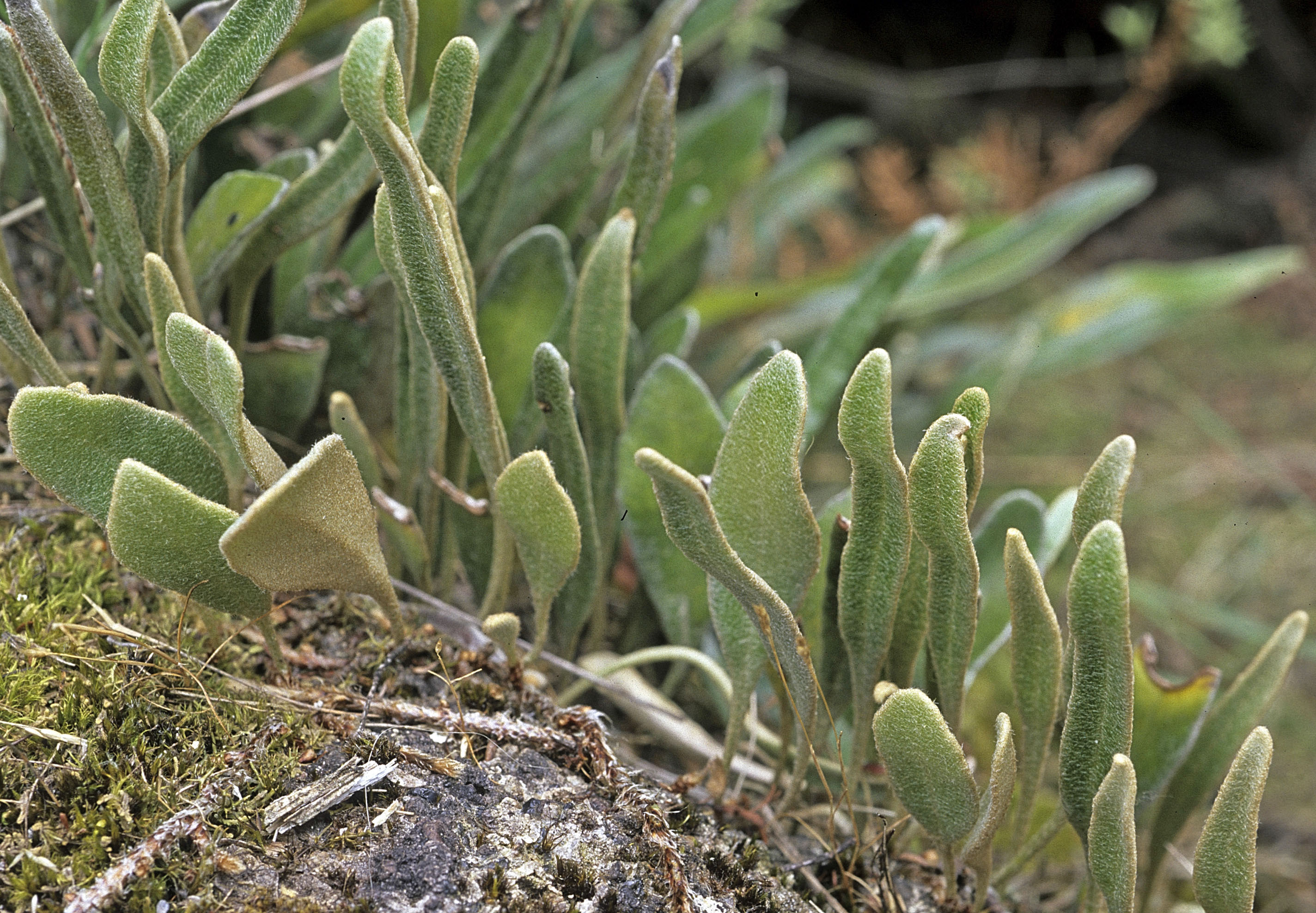 Pyrrosia eleagnifolia