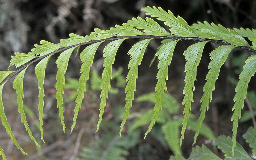 Asplenium polyodon