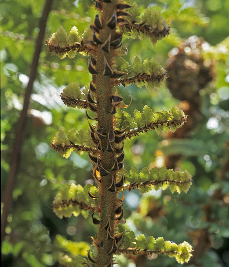 Polystichum vestitum