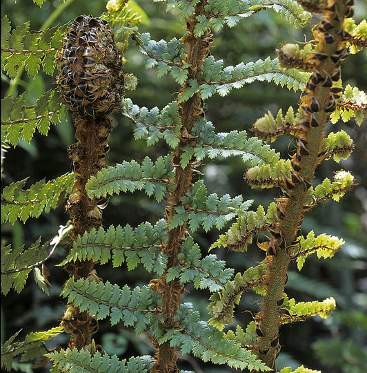 Polystichum vestitum