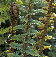 Polystichum vestitum