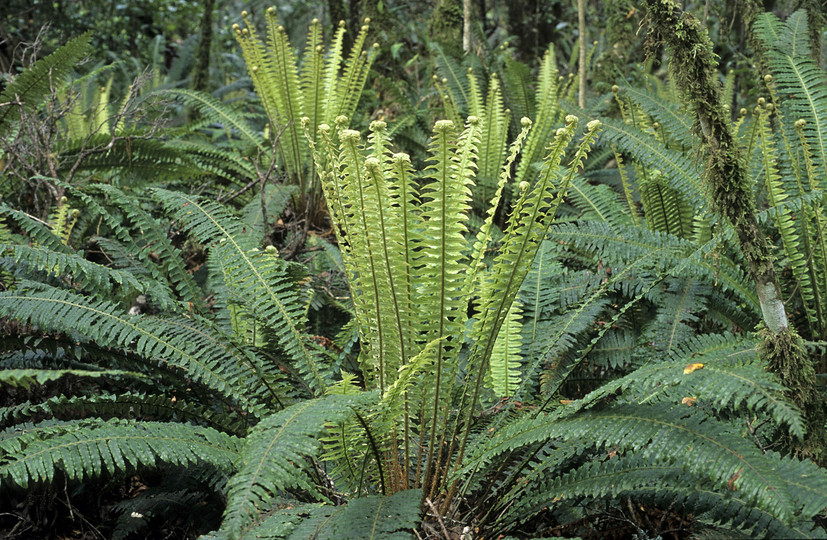 Blechnum discolor