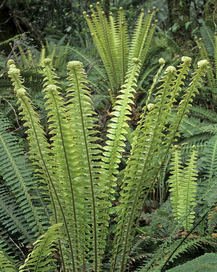 Blechnum discolor