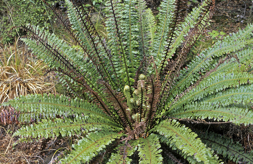 Blechnum discolor