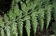 Asplenium bulbiferum