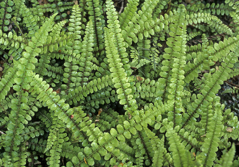 Blechnum fluviatile