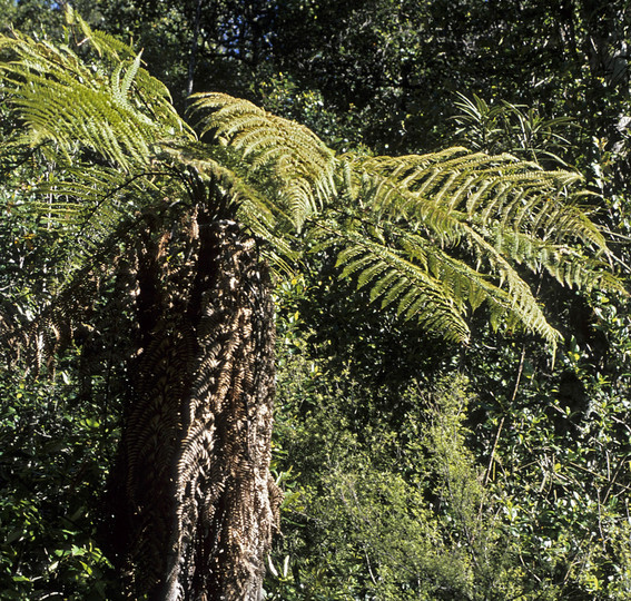 Dicksonia squarrosa