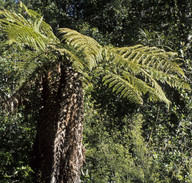 Dicksonia squarrosa