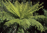 Dicksonia squarrosa