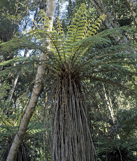 Cyathea smithii