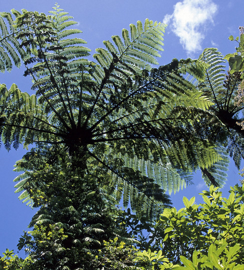 Cyathea medullaris