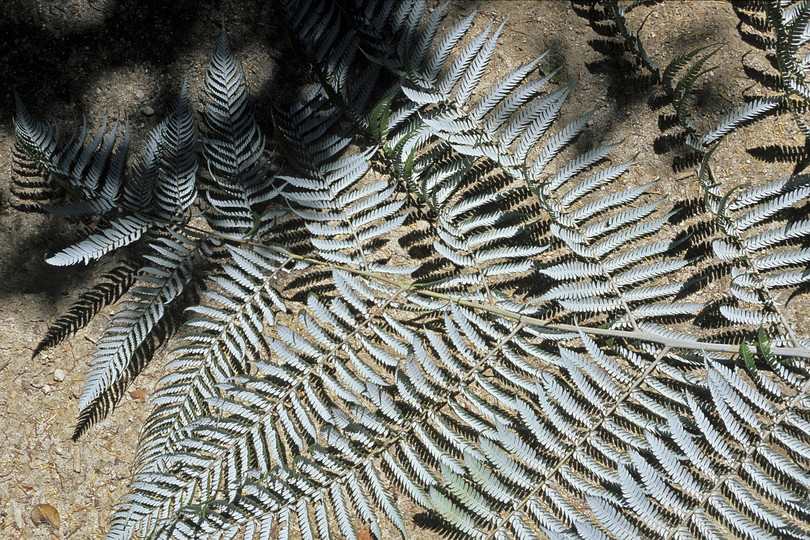 Cyathea dealbata