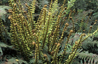 Polystichum vestitum