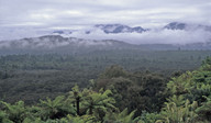 Cyathea smithii