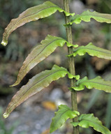 Blechnum novae-zealandiae