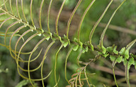 Blechnum novae-zealandiae