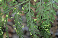 Asplenium bulbiferum