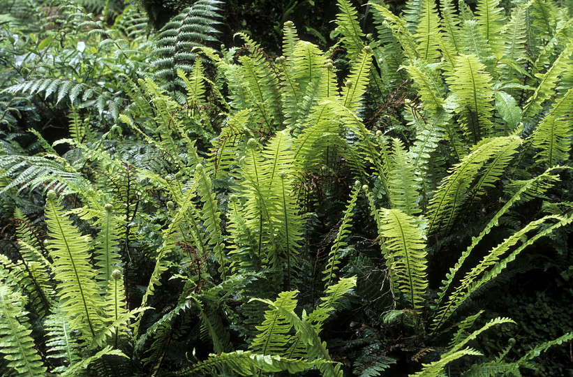 Blechnum discolor