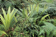 Blechnum discolor