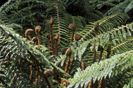 Polystichum vestitum