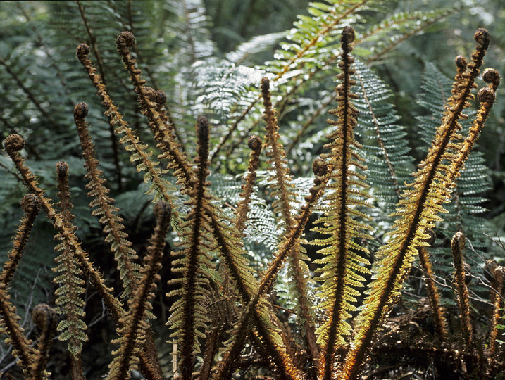 Polystichum vestitum