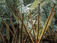 Polystichum vestitum