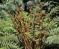 Polystichum vestitum