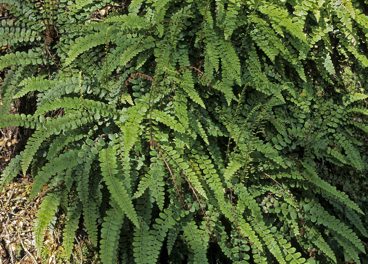 Blechnum fluviatile