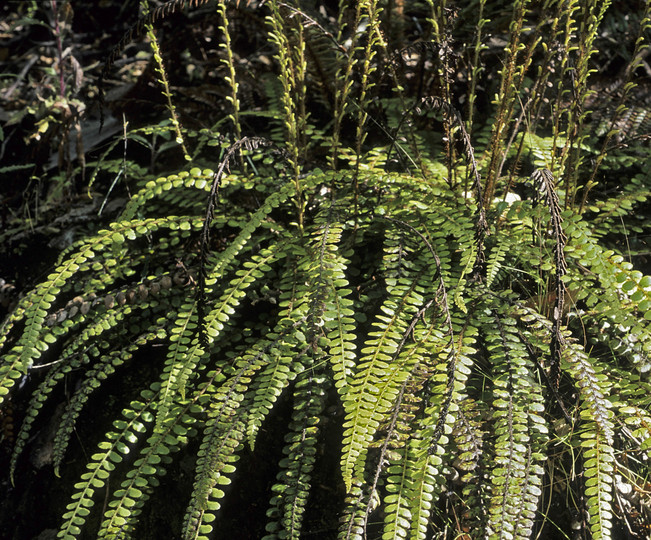 Blechnum fluviatile