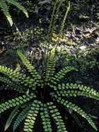 Blechnum fluviatile