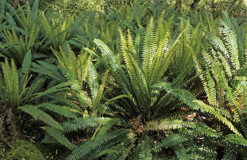 Blechnum discolor