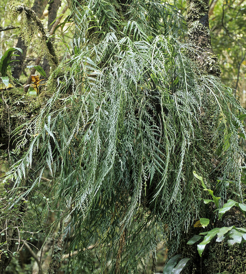 Asplenium flaccidum