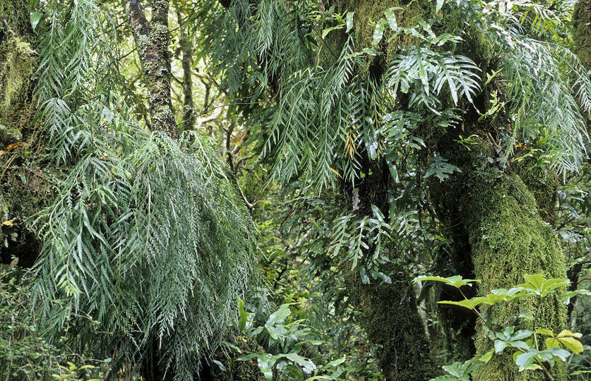 Asplenium flaccidum