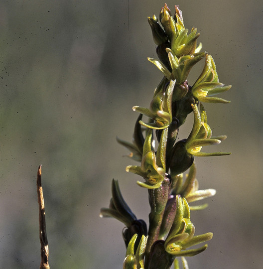 Prasophyllum colensoi