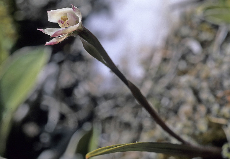 Caladenia lyallii