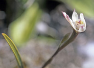 Caladenia lyallii