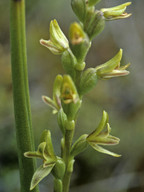 Prasophyllum sp. 2
