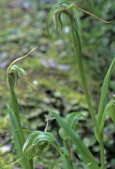 Pterostylis banksii