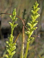 Microtis uniflora